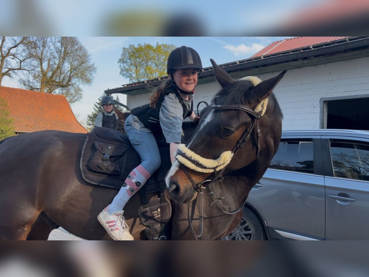 Oldenburger Springpferd Wallach 19 Jahre 170 cm Brauner in Winsen (Aller)