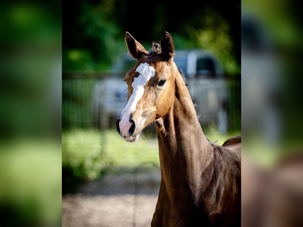 Oldenburger Springpferd Wallach 1 Jahr 157 cm Brauner in Suszec