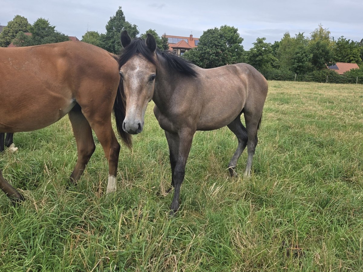 Oldenburger Springpferd Wallach 1 Jahr Schimmel in Hessisch Oldendorf