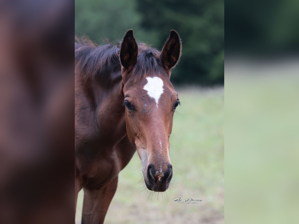 Oldenburger Springpferd Wallach 2 Jahre 167 cm Brauner in Anhausen