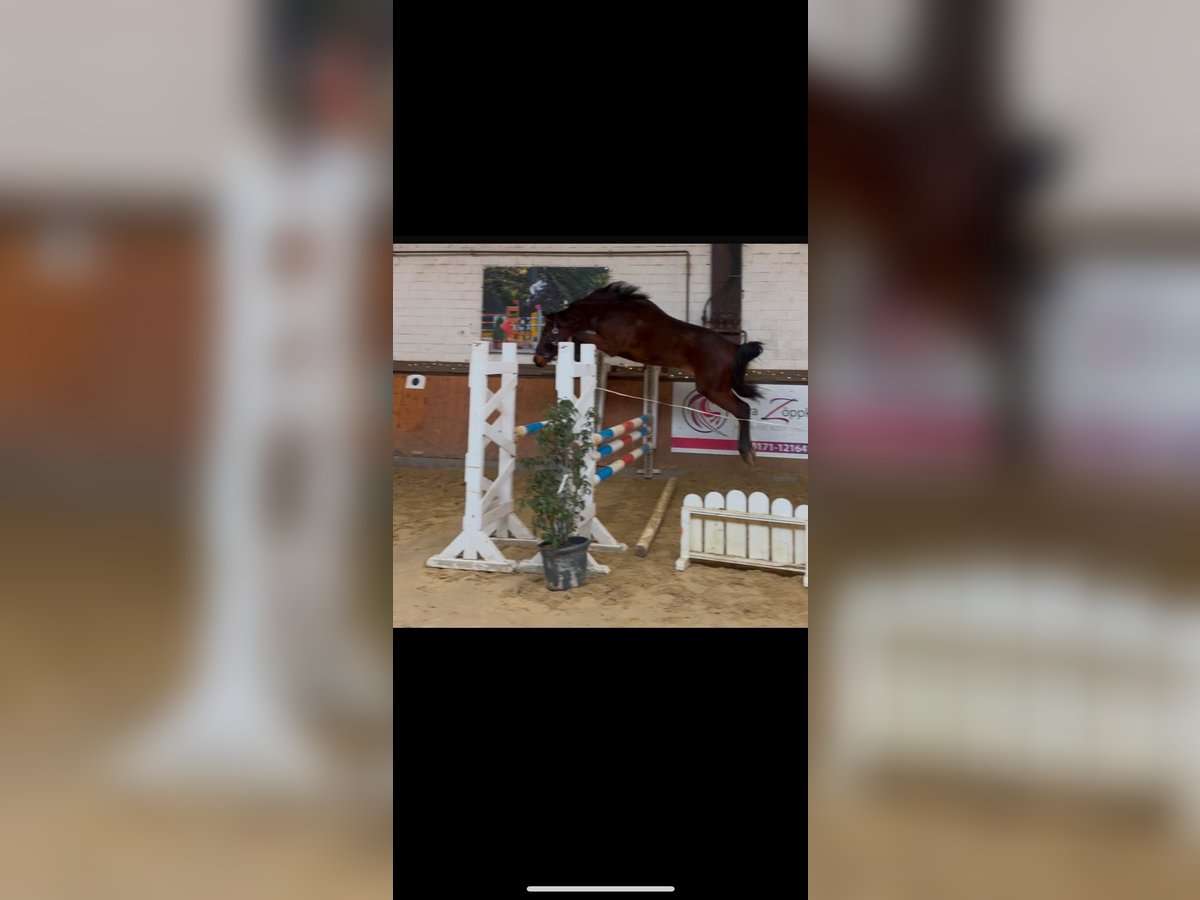Oldenburger Springpferd Wallach 3 Jahre 165 cm Brauner in Hünxe