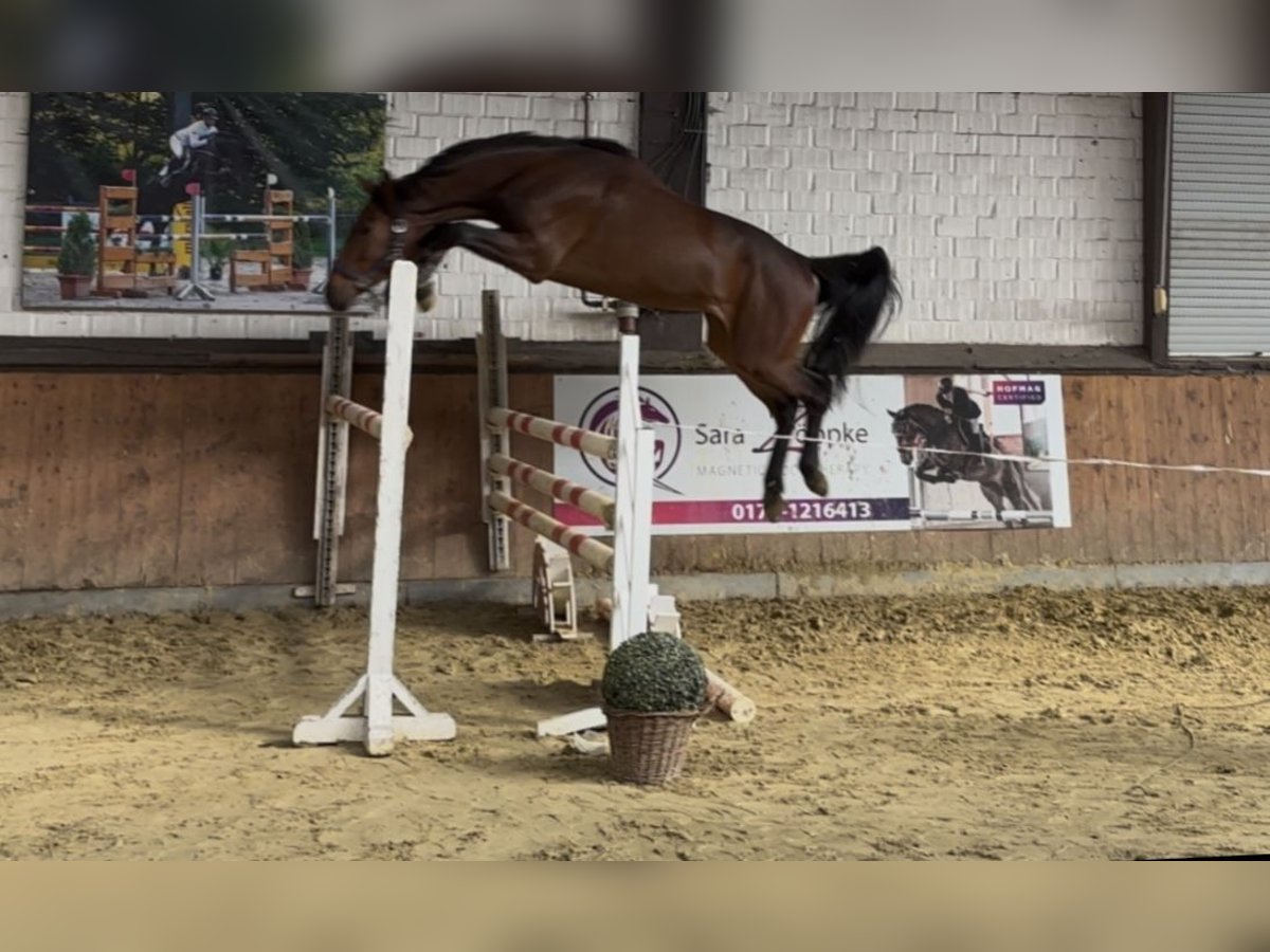 Oldenburger Springpferd Wallach 3 Jahre 165 cm Brauner in H&#xFC;nxe