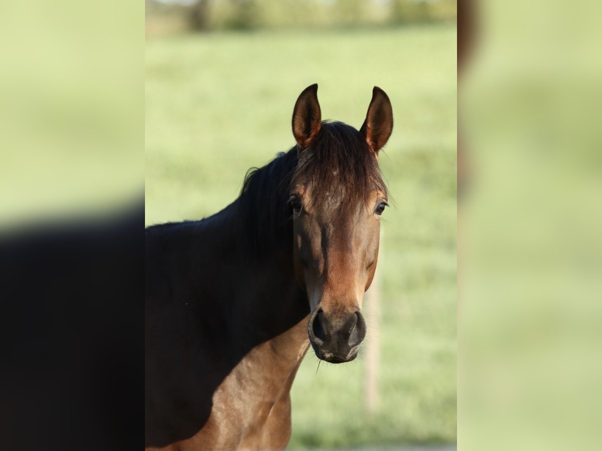 Oldenburger Springpferd Wallach 3 Jahre 165 cm Dunkelbrauner in Neustadt (Hessen)