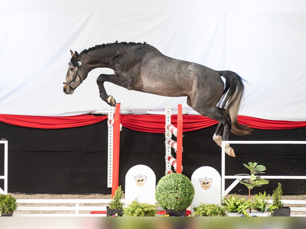 Oldenburger Springpferd Wallach 3 Jahre 166 cm Kann Schimmel werden in Wysin