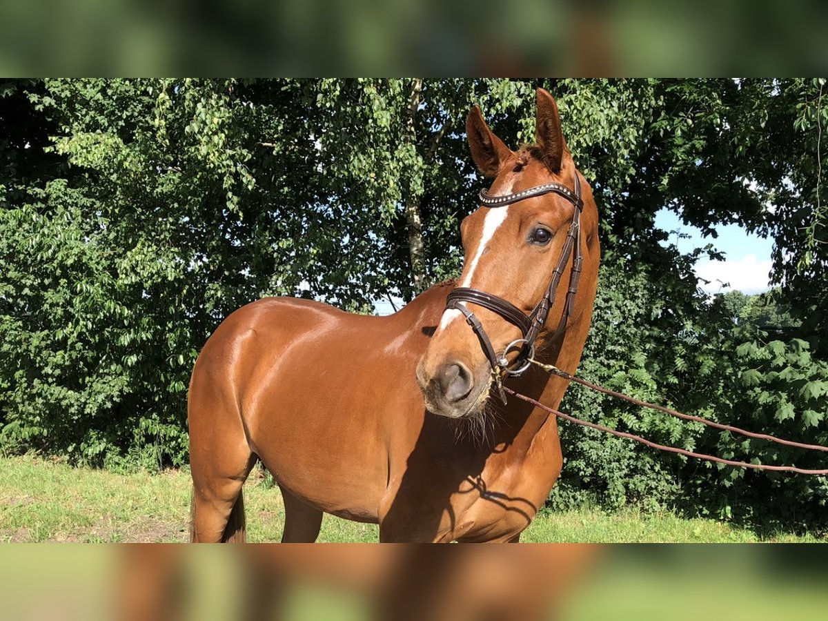 Oldenburger Springpferd Wallach 3 Jahre 167 cm Fuchs in L&#xE4;hden