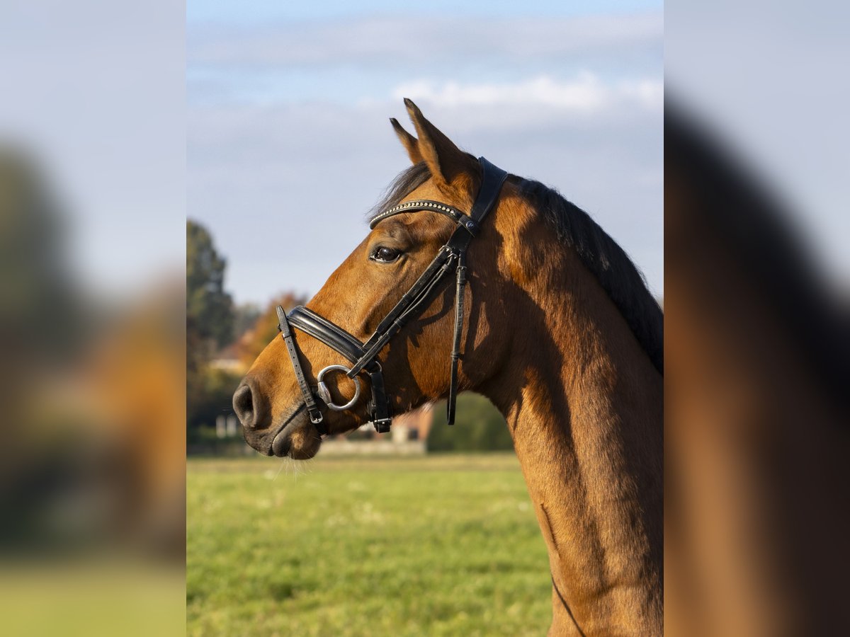 Oldenburger Springpferd Wallach 3 Jahre 168 cm Brauner in Bad Bentheim