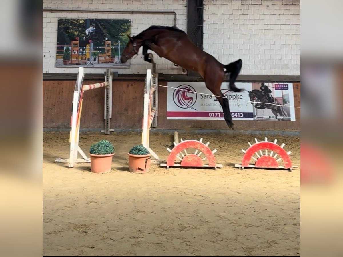 Oldenburger Springpferd Wallach 3 Jahre 168 cm Brauner in Schermbeck
