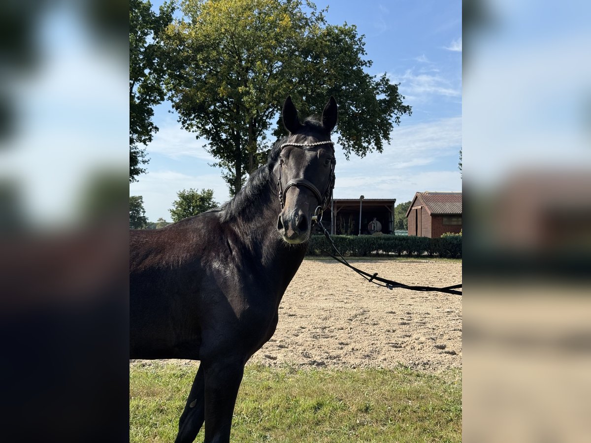 Oldenburger Springpferd Wallach 3 Jahre 168 cm Rappschimmel in Sittensen