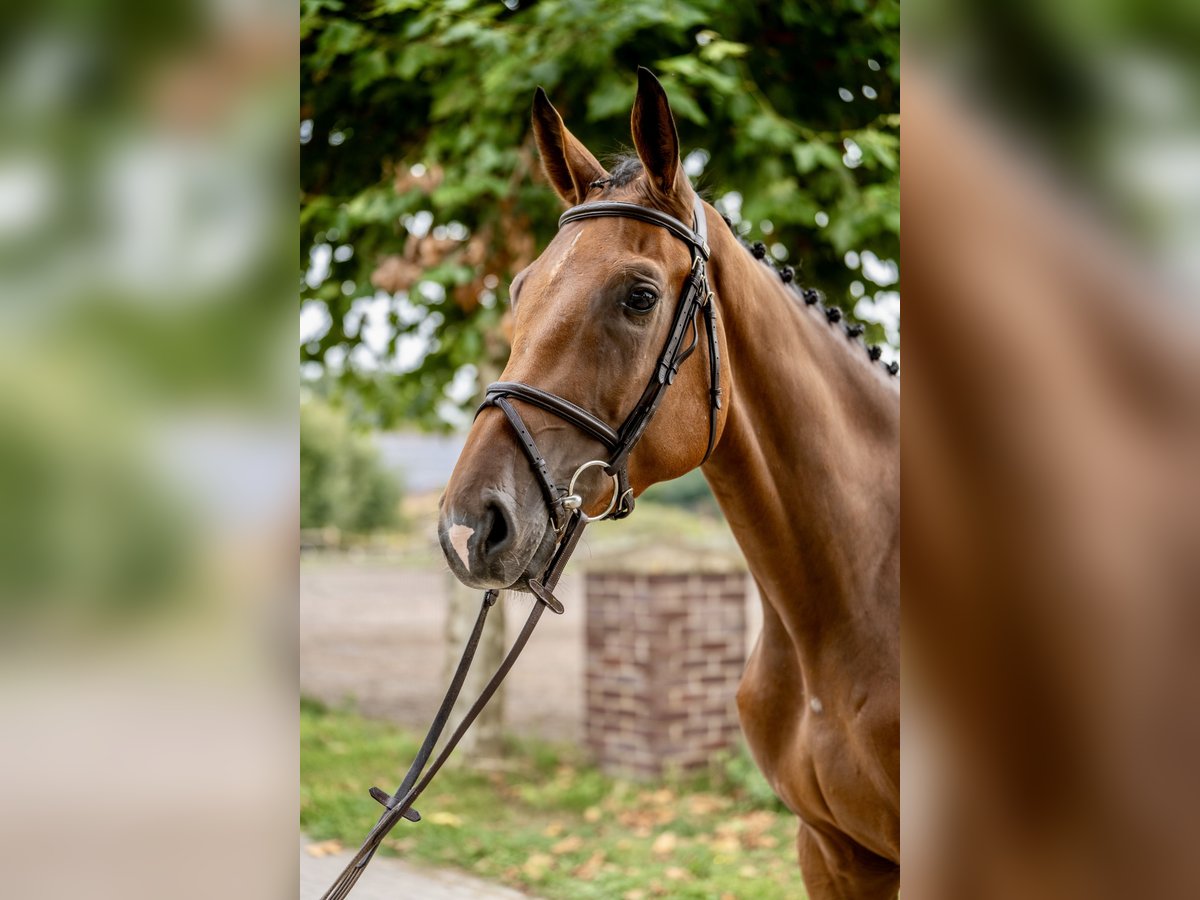 Oldenburger Springpferd Wallach 3 Jahre 169 cm Brauner in GROTE-BROGEL