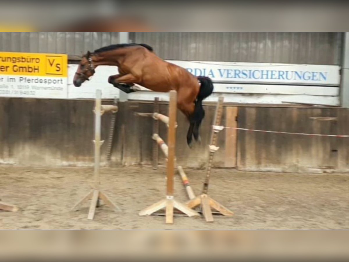 Oldenburger Springpferd Wallach 3 Jahre 169 cm Brauner in Lübtheen