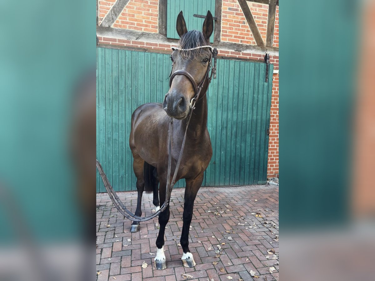 Oldenburger Springpferd Wallach 3 Jahre 171 cm Dunkelbrauner in Burgdorf