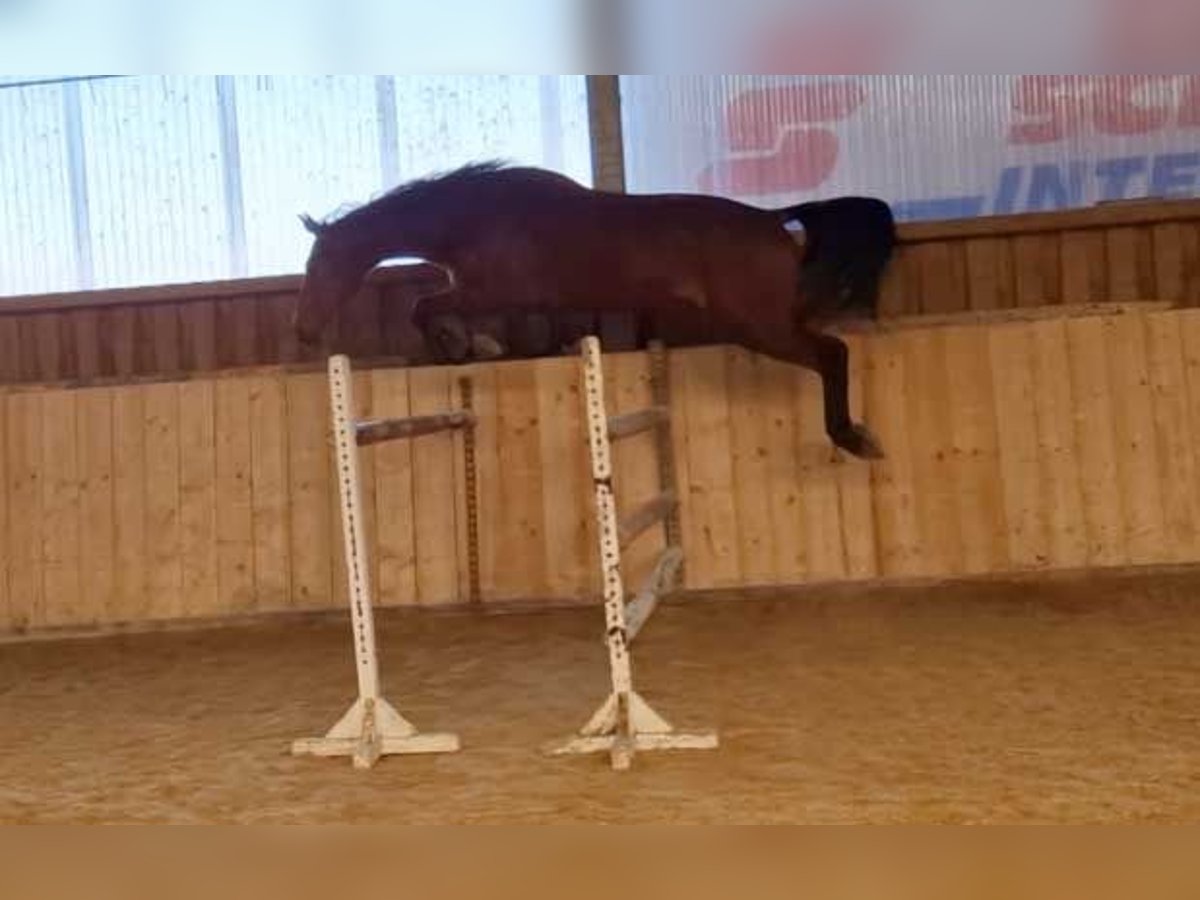 Oldenburger Springpferd Wallach 3 Jahre 175 cm Brauner in Schimberg