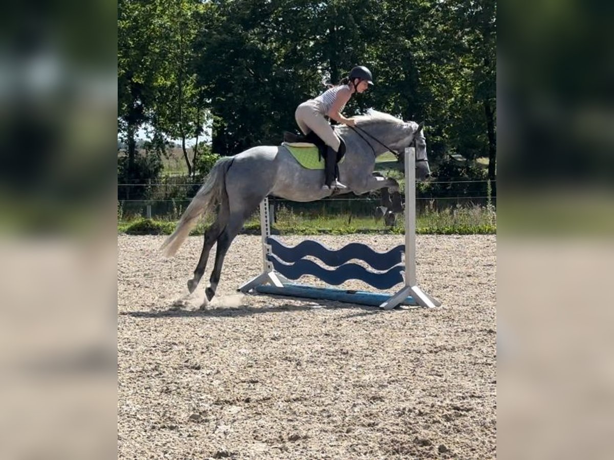 Oldenburger Springpferd Wallach 4 Jahre 160 cm Schimmel in Papenhagen