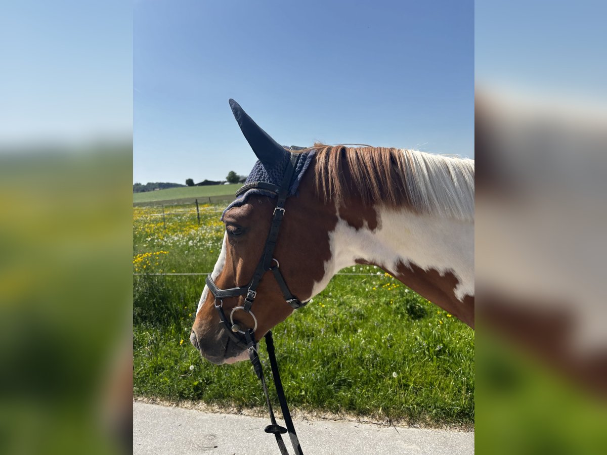 Oldenburger Springpferd Wallach 4 Jahre 162 cm Schecke in Schlatt ZH