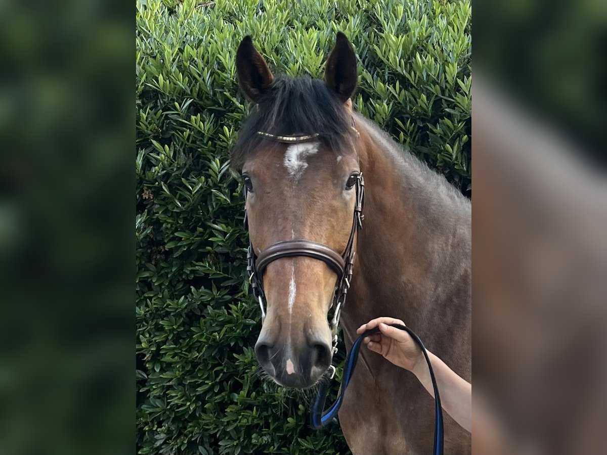 Oldenburger Springpferd Wallach 4 Jahre 164 cm Dunkelbrauner in Warendorf