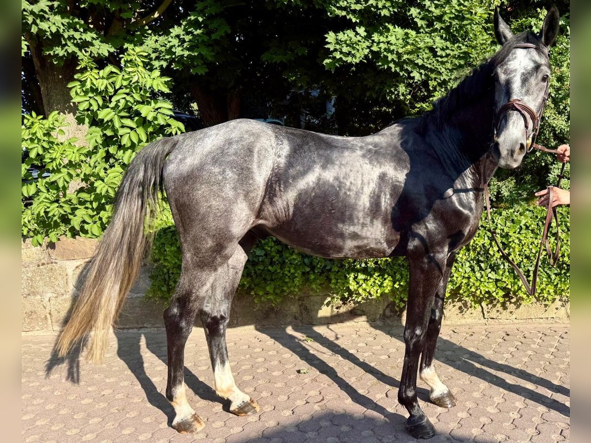Oldenburger Springpferd Wallach 4 Jahre 164 cm Schimmel in Thierhaupten Oldenburger Springpferd Wallach 4 Jahre 164 cm Schimmel in Thierhaupten