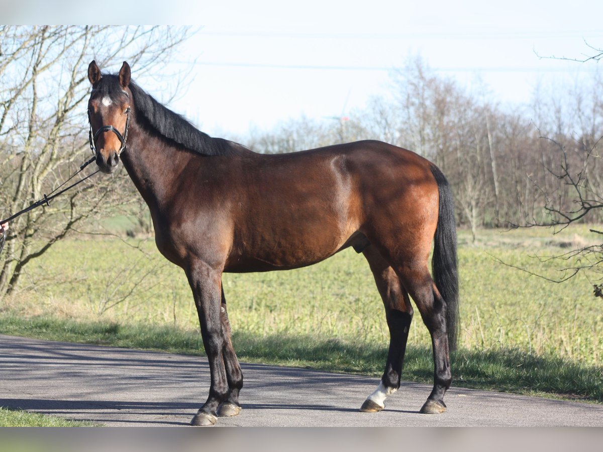 Oldenburger Springpferd Wallach 4 Jahre 166 cm Brauner in Lindewitt