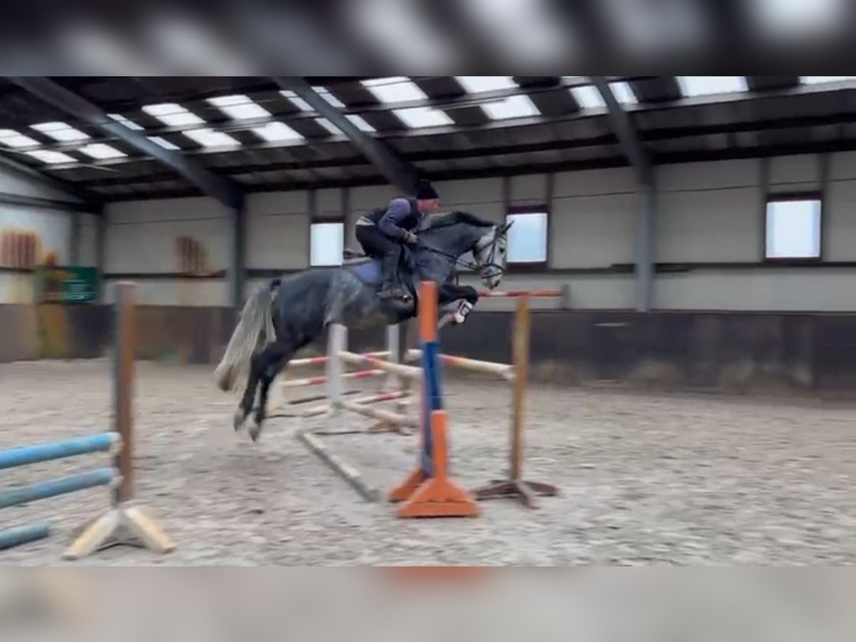 Oldenburger Springpferd Wallach 4 Jahre 167 cm Apfelschimmel in Lübtheen