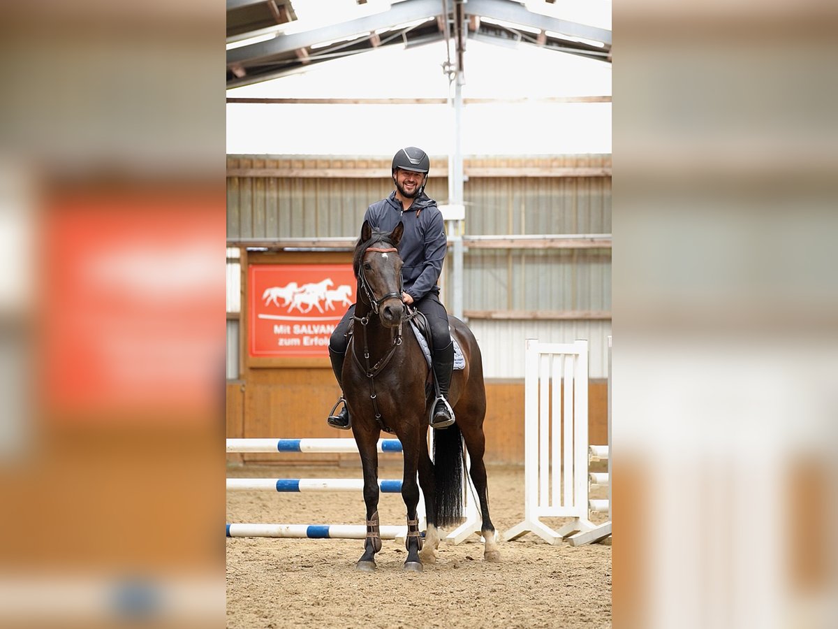 Oldenburger Springpferd Wallach 4 Jahre 167 cm Brauner in Suhlendorf