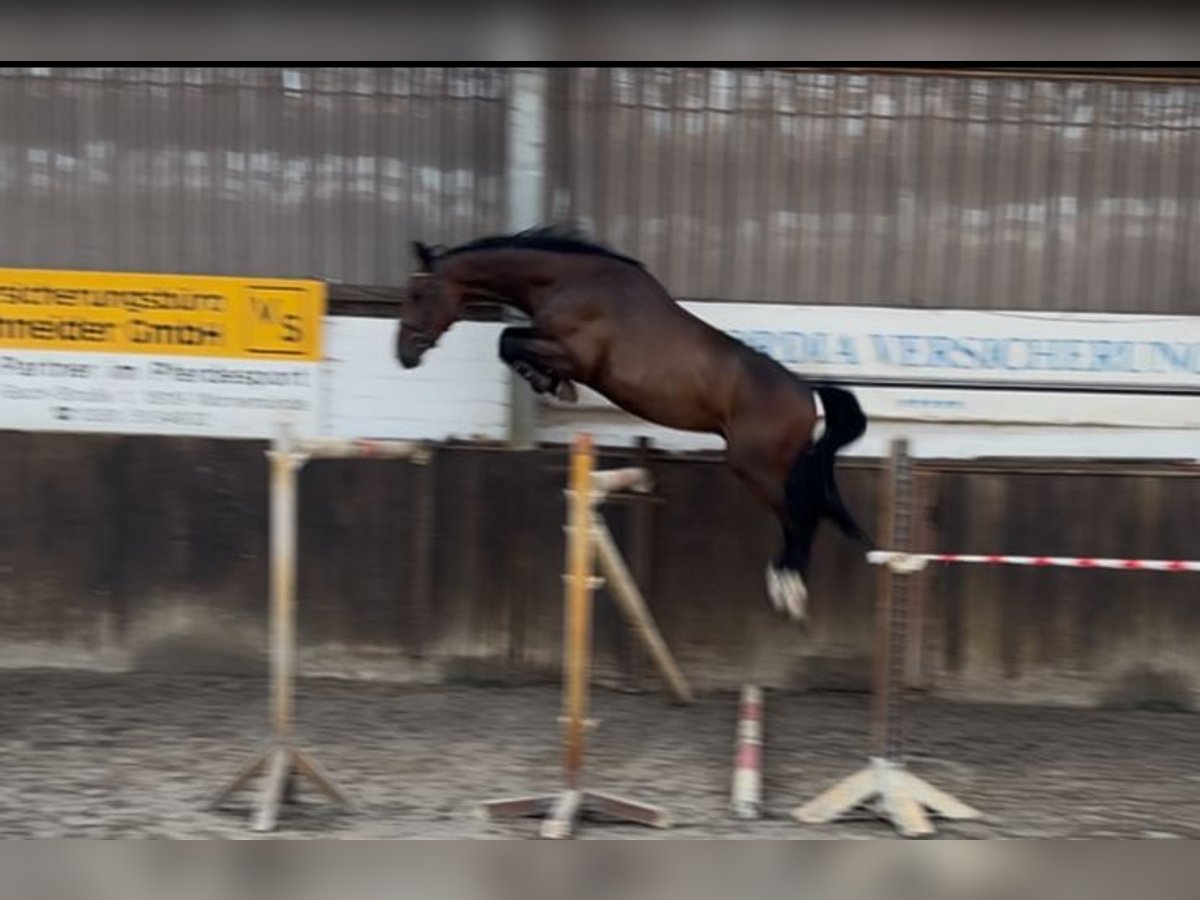Oldenburger Springpferd Wallach 4 Jahre 168 cm Dunkelbrauner in L&#xFC;btheenGarlitz
