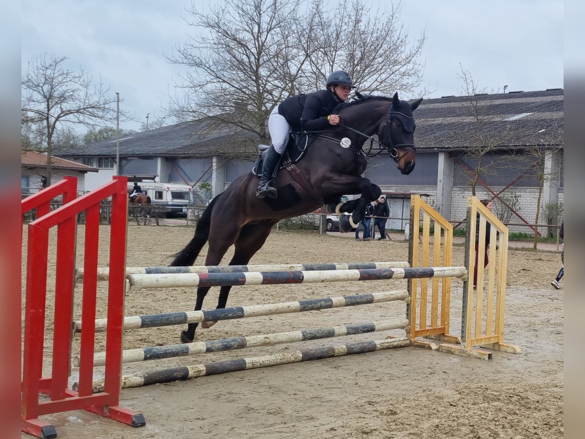 Oldenburger Springpferd Wallach 4 Jahre 168 cm Dunkelbrauner in Neupotz