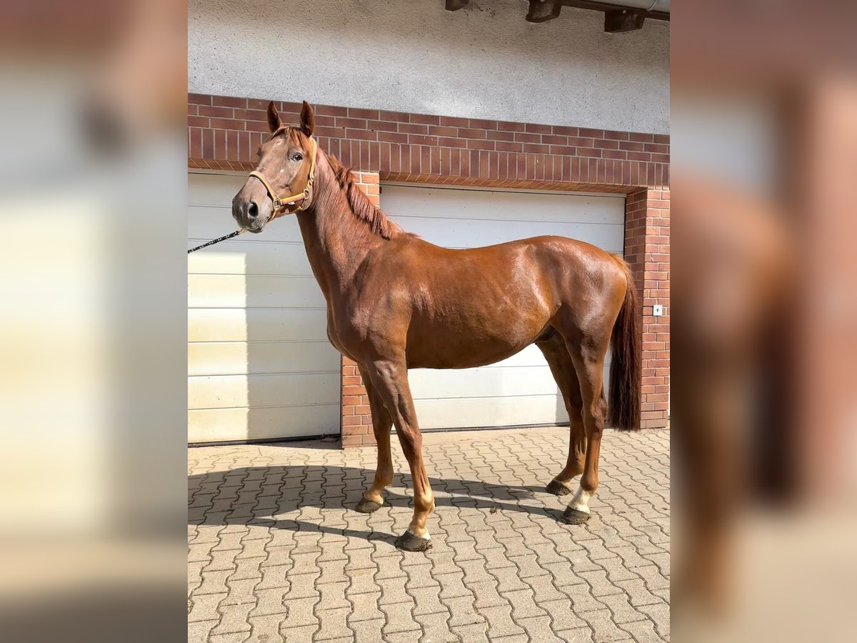Oldenburger Springpferd Wallach 4 Jahre 168 cm Fuchs in Am&#xF6;neburg