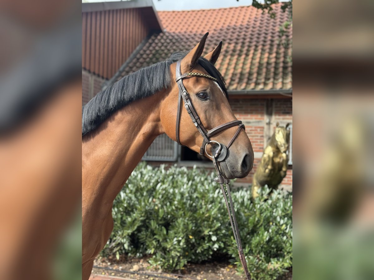 Oldenburger Springpferd Wallach 4 Jahre 169 cm Brauner in Lohne (Oldenburg)