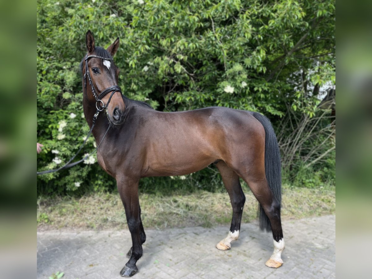 Oldenburger Springpferd Wallach 4 Jahre 169 cm Dunkelbrauner in Lohne (Oldenburg)