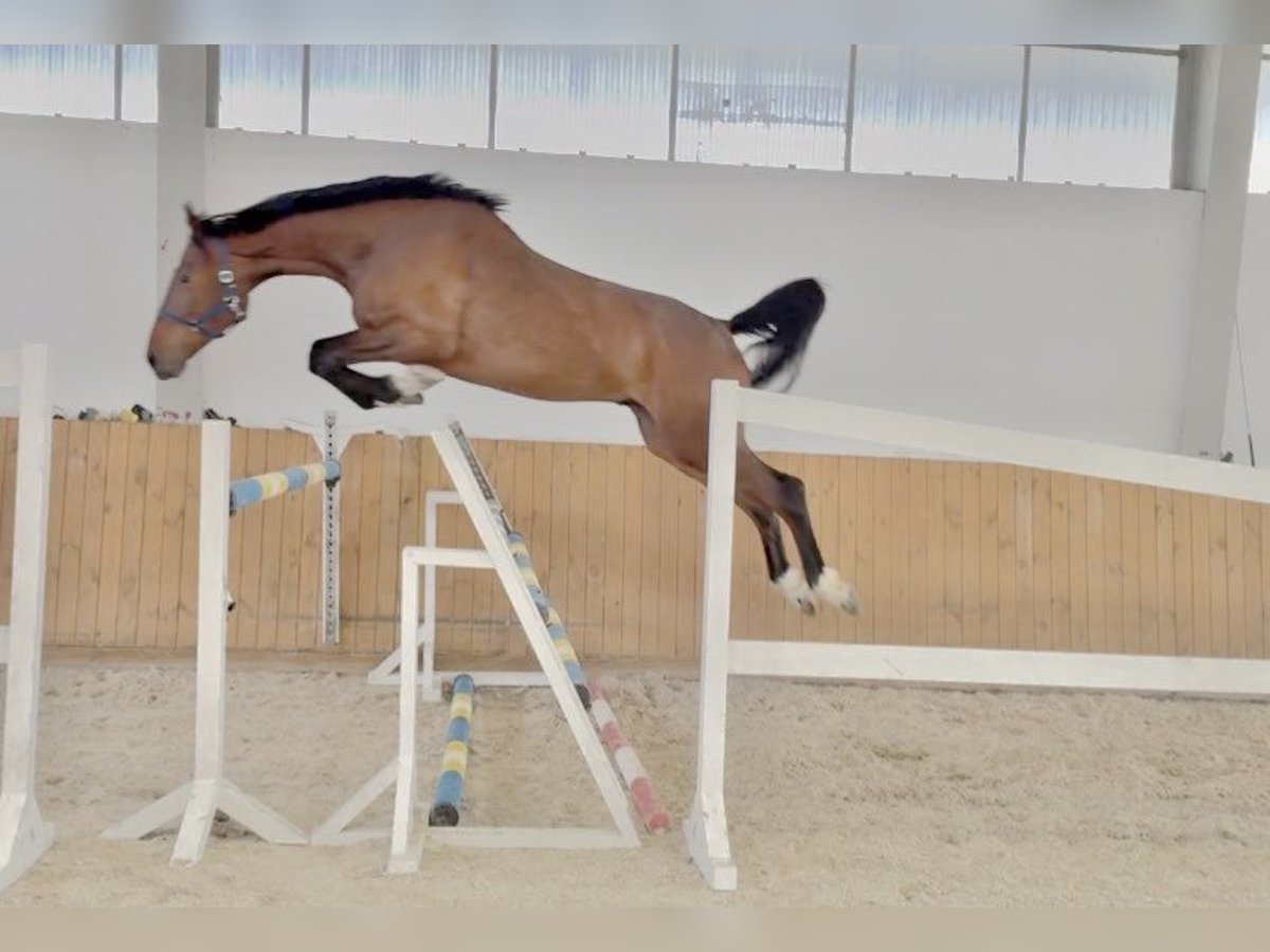 Oldenburger Springpferd Wallach 4 Jahre 170 cm Brauner in Głubczyn