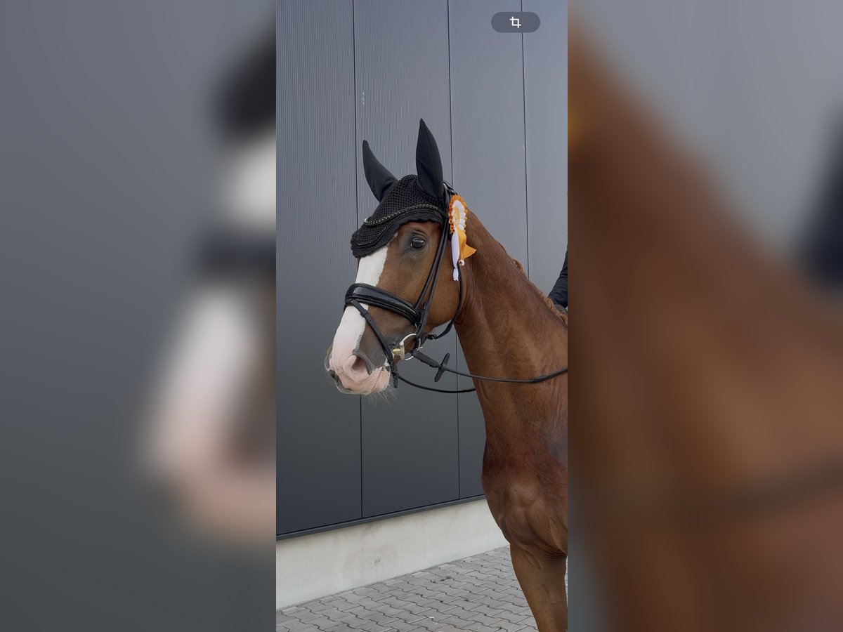 Oldenburger Springpferd Wallach 4 Jahre 170 cm Fuchs in M&#xFC;nster