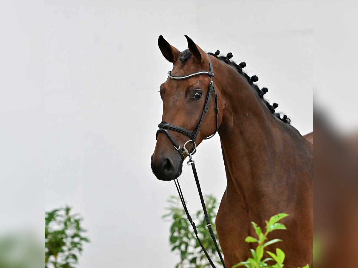 Oldenburger Springpferd Wallach 4 Jahre 171 cm Rotbrauner in KRAJENKA