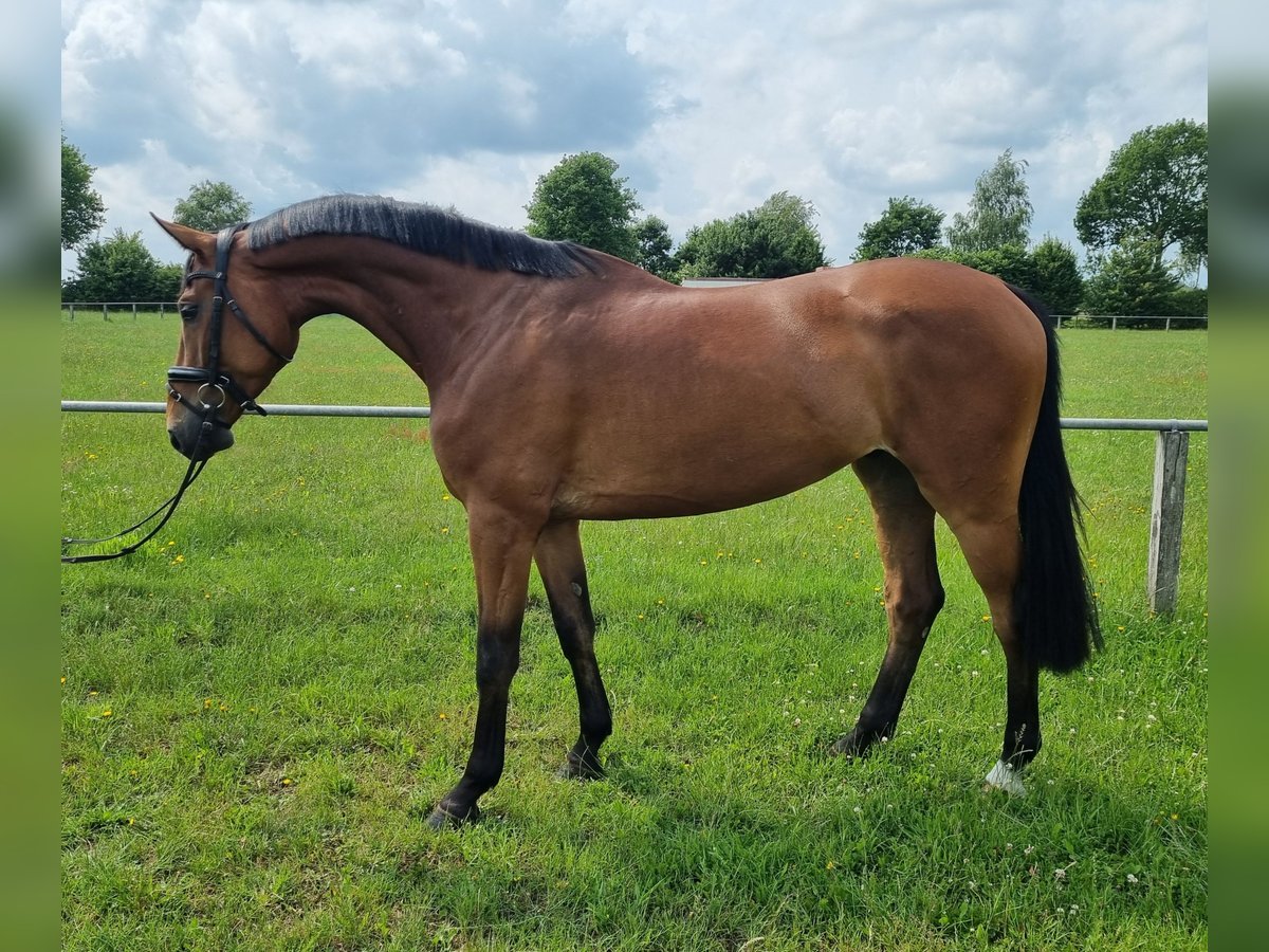 Oldenburger Springpferd Wallach 4 Jahre 172 cm Brauner in Sulingen
