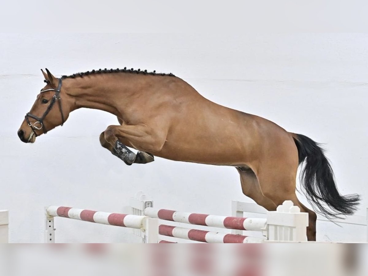 Oldenburger Springpferd Wallach 4 Jahre 172 cm Rotbrauner in GŁUBCZYN