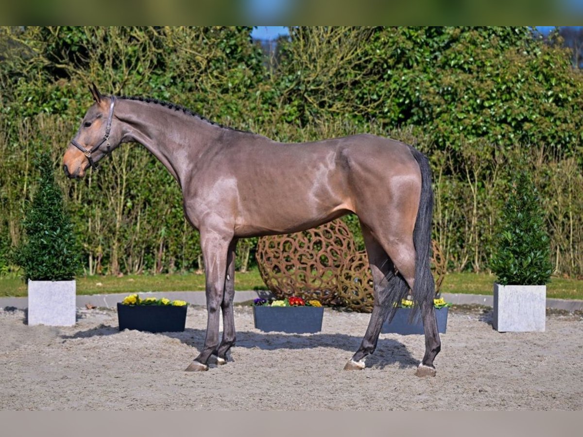 Oldenburger Springpferd Wallach 4 Jahre 176 cm Brauner in B&#xFC;ttelborn