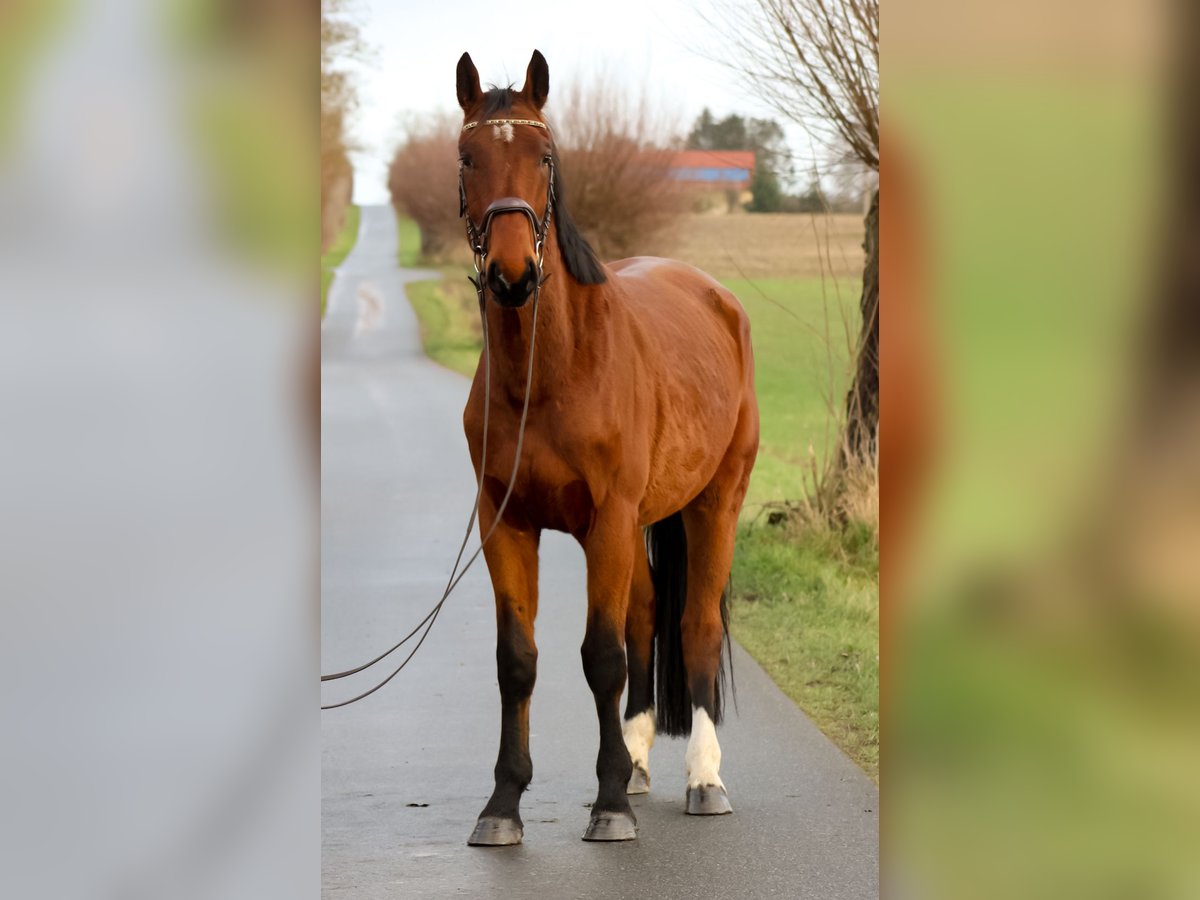 Oldenburger Springpferd Wallach 4 Jahre 179 cm Brauner in Groß Roge