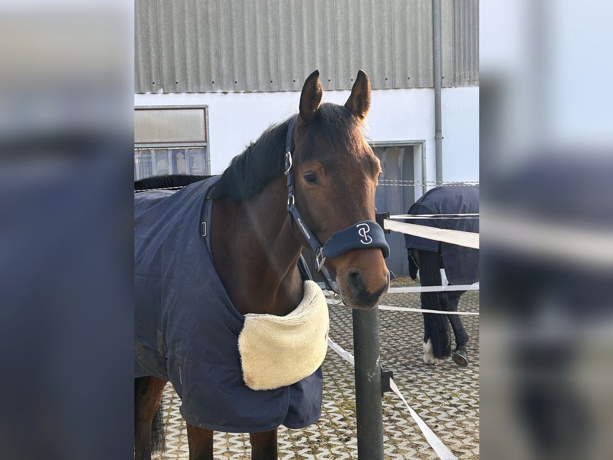 Oldenburger Springpferd Wallach 5 Jahre 162 cm Dunkelbrauner in Allershausen