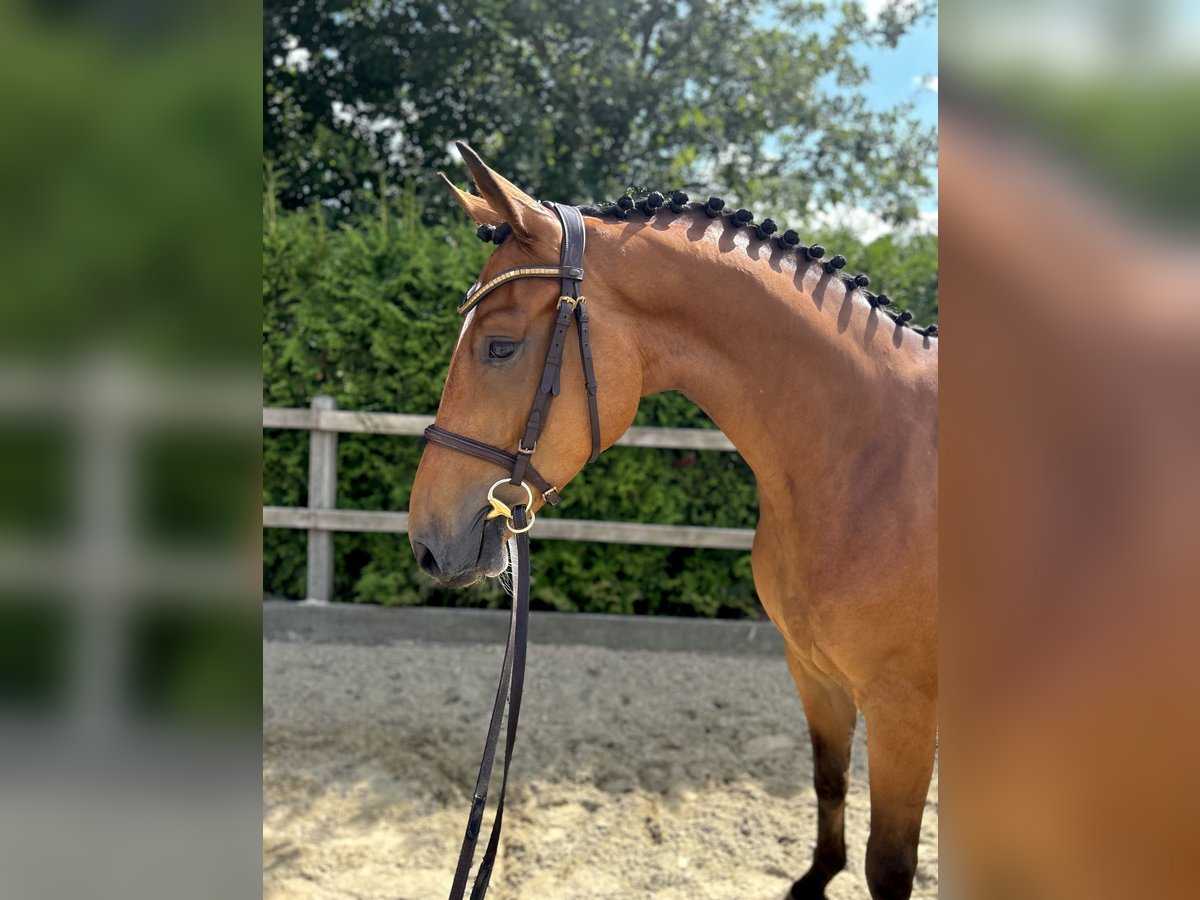 Oldenburger Springpferd Wallach 5 Jahre 165 cm Brauner in Lohne (Oldenburg)