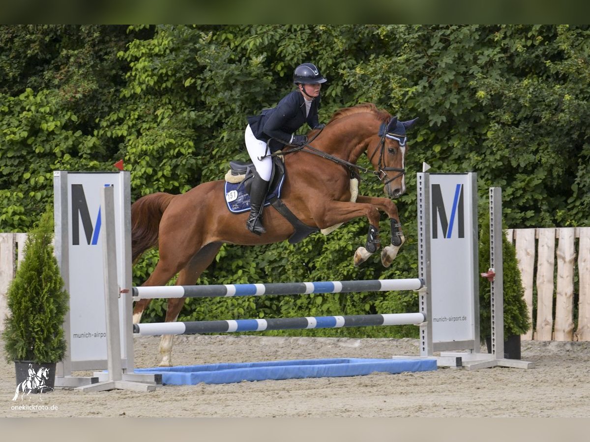 Oldenburger Springpferd Wallach 5 Jahre 165 cm Fuchs in Loiching