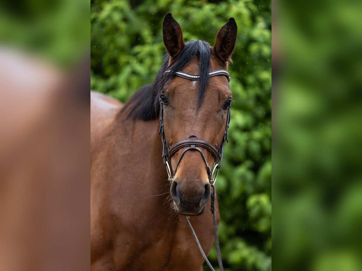 Oldenburger Springpferd Wallach 5 Jahre 166 cm Brauner in Modautal