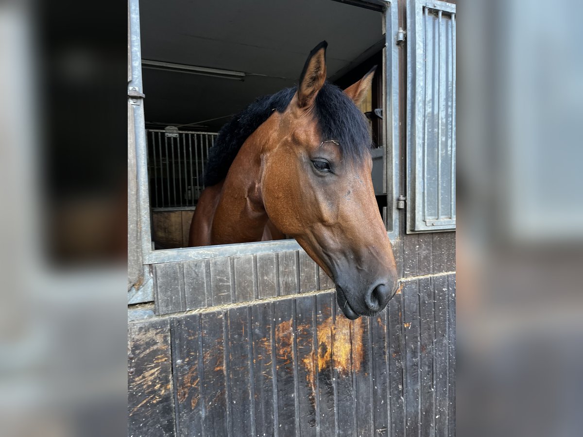 Oldenburger Springpferd Wallach 5 Jahre 168 cm Brauner in Ludwigsburg