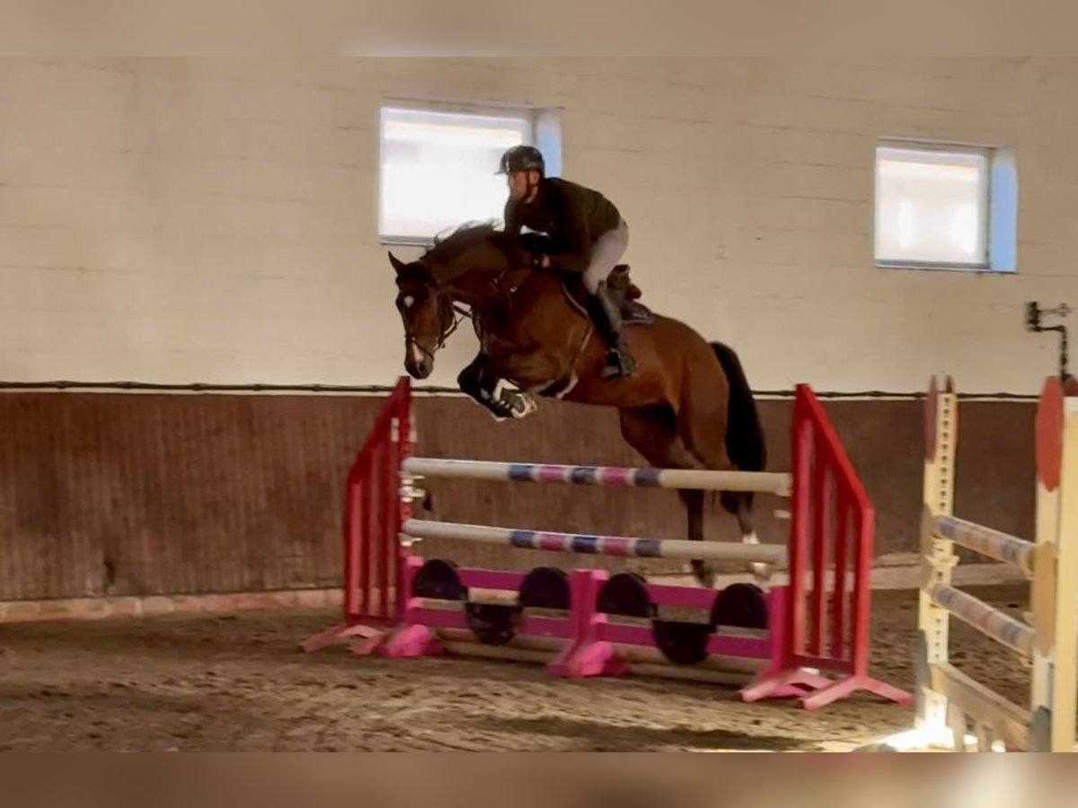 Oldenburger Springpferd Wallach 5 Jahre 168 cm Brauner in Lohne (Oldenburg)