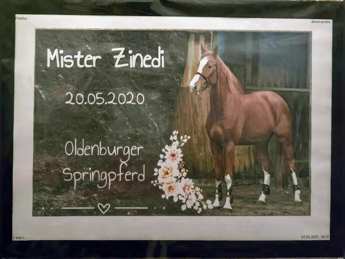 Oldenburger Springpferd Wallach 5 Jahre 168 cm Fuchs in Bad Lausick