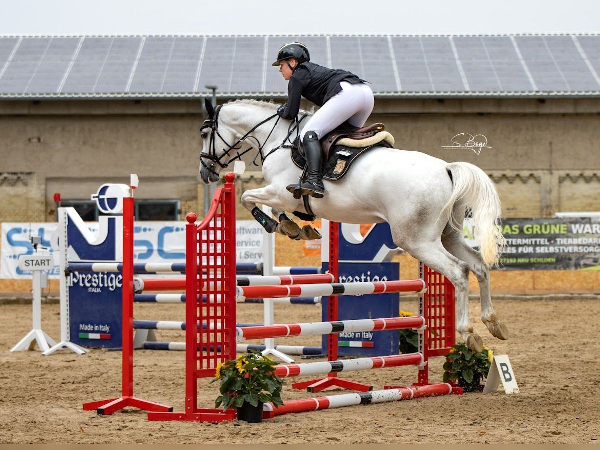 Oldenburger Springpferd Wallach 5 Jahre 168 cm Schimmel in Gadebusch