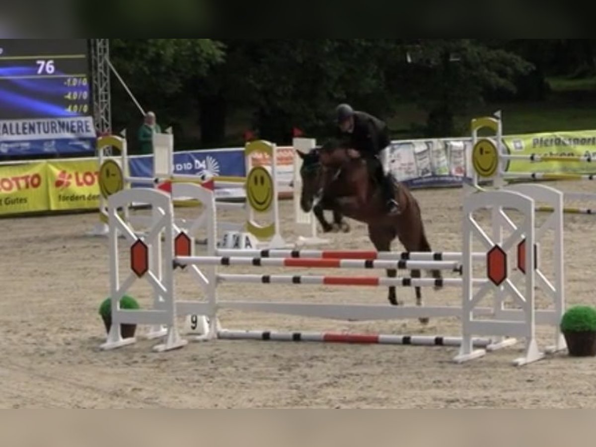 Oldenburger Springpferd Wallach 5 Jahre 169 cm Brauner in Hettstedt