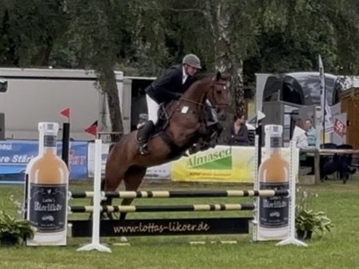 Oldenburger Springpferd, Wallach in Garlitz