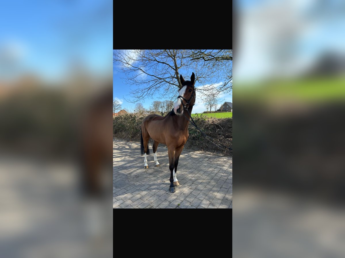 Oldenburger Springpferd Wallach 5 Jahre 170 cm Brauner in Alfhausen