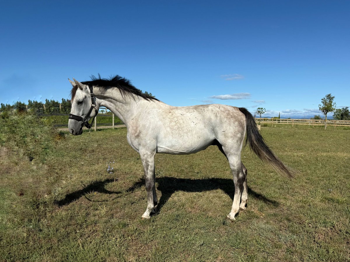 Oldenburger Springpferd Wallach 5 Jahre 170 cm Schimmel in GROTE-BROGEL
