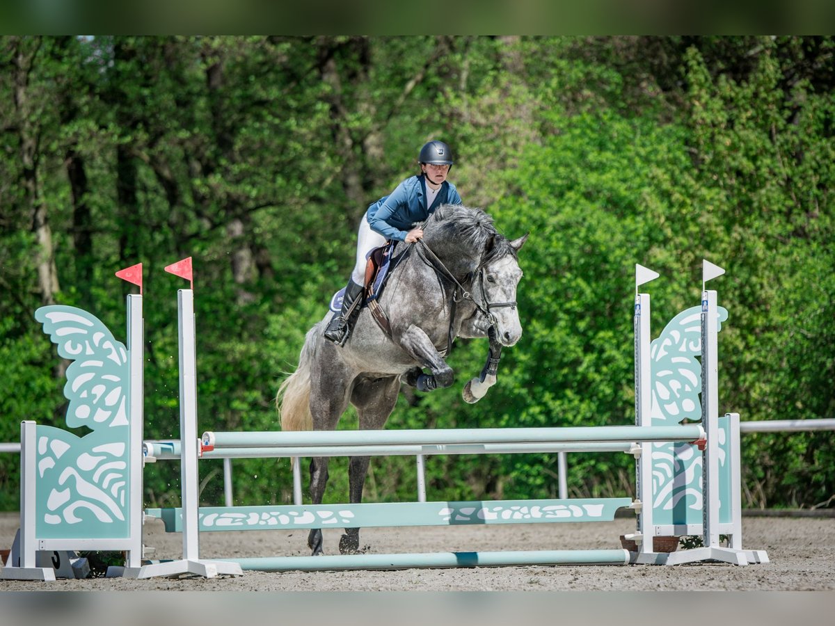 Oldenburger Springpferd Wallach 5 Jahre 170 cm Schimmel in Obrok