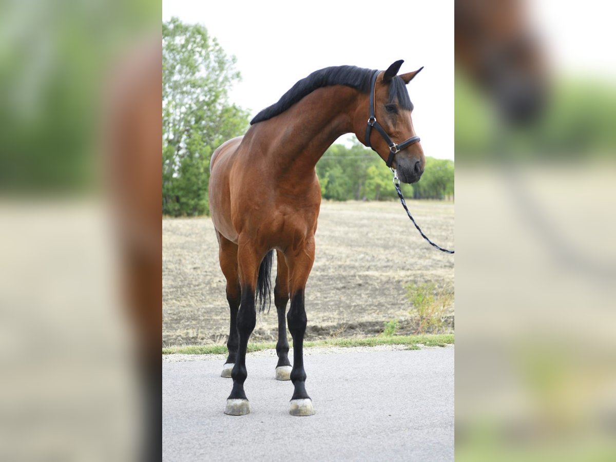 Oldenburger Springpferd Wallach 5 Jahre 170 cm in Szarvas