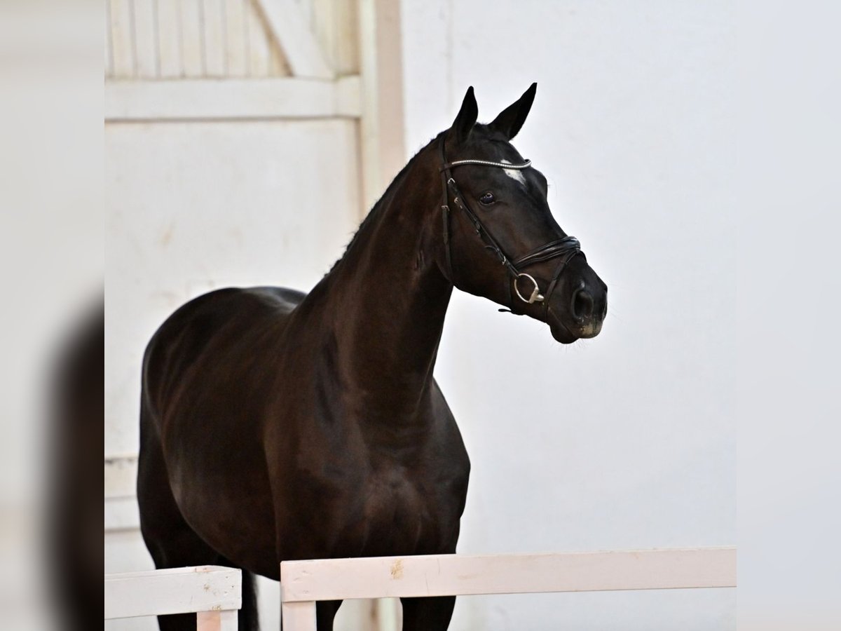 Oldenburger Springpferd Wallach 5 Jahre 172 cm Dunkelbrauner in Naunhof Oldenburger Springpferd Wallach 5 Jahre 172 cm Dunkelbrauner in Naunhof